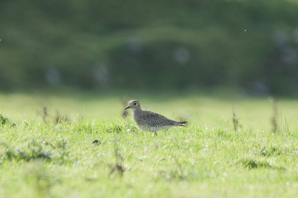 Golden Plover